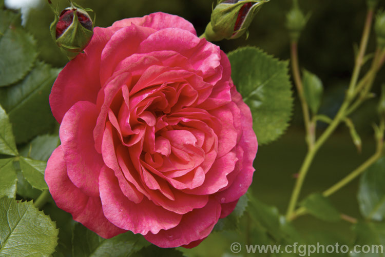 Rosa 'Uetersen' (syn 'Zenith'), a slightly scented, repeat-flowering. Shrub rose raised by Tantau of Germany in 1939. It is often trained as a climber. Order: Rosales, Family: Rosaceae