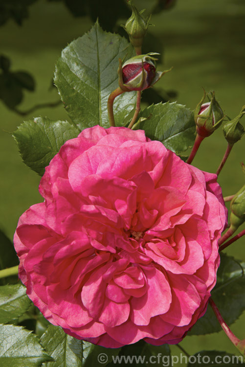 Rosa 'Uetersen' (syn 'Zenith'), a slightly scented, repeat-flowering. Shrub rose raised by Tantau of Germany in 1939. It is often trained as a climber. Order: Rosales, Family: Rosaceae