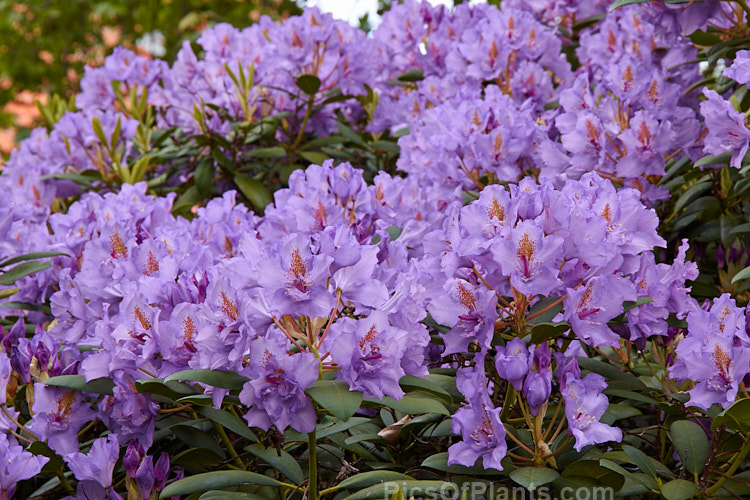 Rhododendron 'Fastuosum Flore Pleno' (<i>Rhododendron catawbiense x Rhododendron ponticum</i>), an old hybrid, raised before 1846, that is still one of the few semidouble or double-flowered rhododendrons. Order: Ericales, Family: Ericaceae