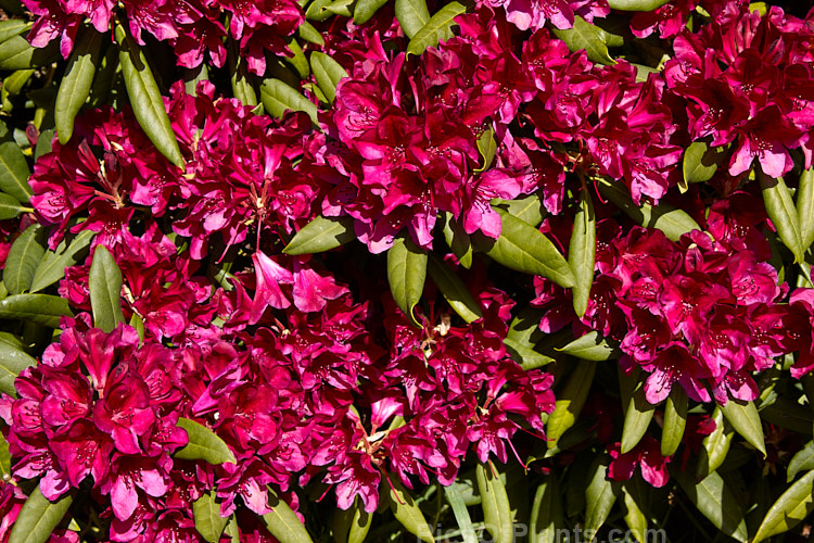 <i>Rhododendron</i> 'Black Sport', bred by American Ben Nelson, this hybrid is of uncertain origin but probably has <i>Rhododendron ponticum</i> in its background. Introduced in 1982, it has a very distinctive flower colour and equally dark foliage. Order: Ericales, Family: Ericaceae