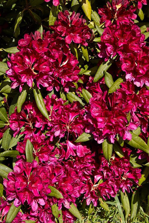 <i>Rhododendron</i> 'Black Sport', bred by American Ben Nelson, this hybrid is of uncertain origin but probably has <i>Rhododendron ponticum</i> in its background. Introduced in 1982, it has a very distinctive flower colour and equally dark foliage. Order: Ericales, Family: Ericaceae