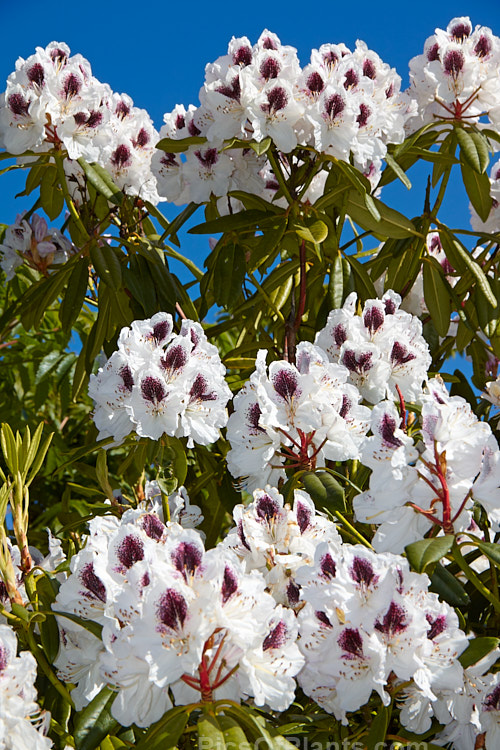 <i>Rhododendron</i> 'Sappho' (parentage unknown</i>), a dark-leaved, vigorous 2-3.5m tall shrub with strikingly contrasting flower colours. It is an old hybrid that dates from before 1847. Order: Ericales, Family: Ericaceae