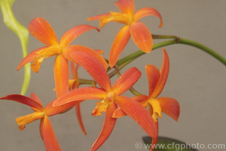 XSophrolaelia 'Bit of Brazil', a cultivar of hybrid between the orchid genera. Sophronitis and Laelia, both of which originate in South America. sophrolaelia-2584htm'>Sophrolaelia.