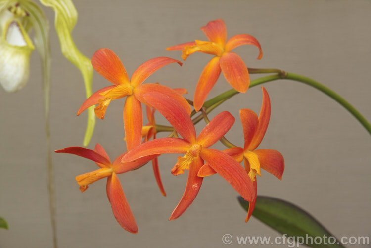 XSophrolaelia 'Bit of Brazil', a cultivar of hybrid between the orchid genera. Sophronitis and Laelia, both of which originate in South America. sophrolaelia-2584htm'>Sophrolaelia.