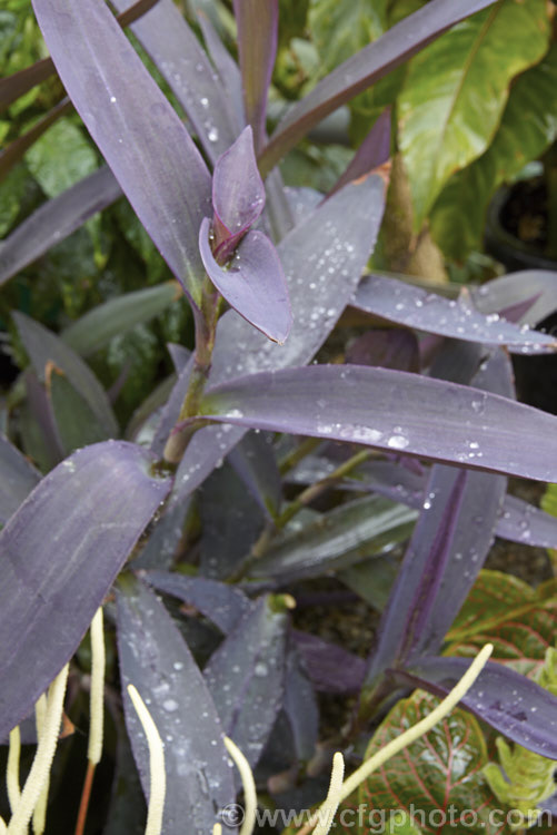 Tradescantia pallida (syn. Setcreasea purpurea</i>) 'Purple Heart', a purple-leafed cultivar of an evergreen perennial native to eastern Mexico. Small, lighter centered pink flowers appear in summer. tradescantia-3363htm'>Tradescantia. <a href='commelinaceae-plant-family-photoshtml'>Commelinaceae</a>.