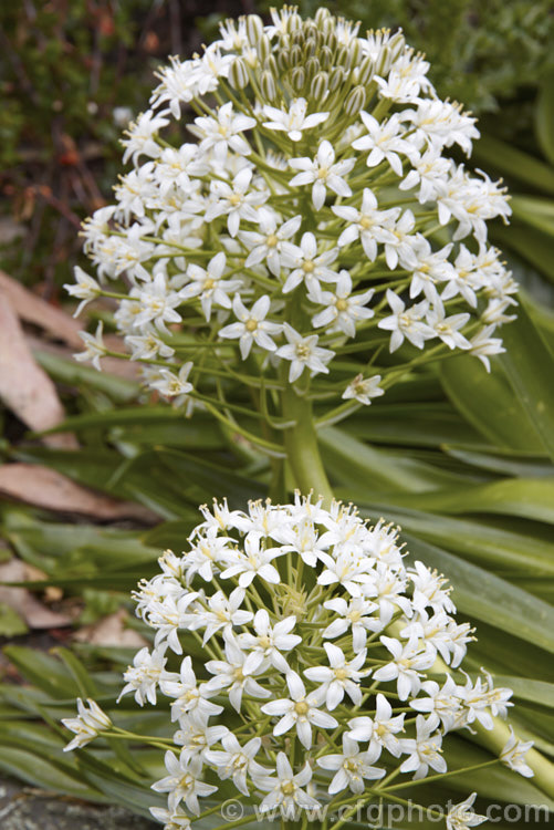 Scilla peruviana 'Alba', a white flowered from of a vigorous bulbous plant from south-west. Europe and West Africa. The strappy foliage is lax and tends to lay on the ground. The flowerheads contain up to 100 blooms that open from mid-spring to early summer. scilla-2491htm'>Scilla.