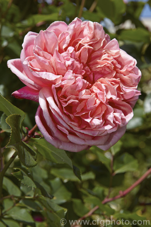 Rosa 'Archiduc Joseph', an unusually coloured and shaped. Tea rose raised by Gilbert Nabonnand of France in 1872. It is a vigorous grower that does well in semi-shade. It can grow to 2m tall and has several flushes of its scented double flowers through the warmer months. Order: Rosales, Family: Rosaceae