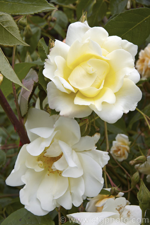 Rosa 'Windrush' (unnamed seedling x ['Canterbury' x 'Golden Wings'), a fragrant. English Shrub rose raised by David Austin in 1984. In mild climates it can become rather tall and may be espaliered. Order: Rosales, Family: Rosaceae