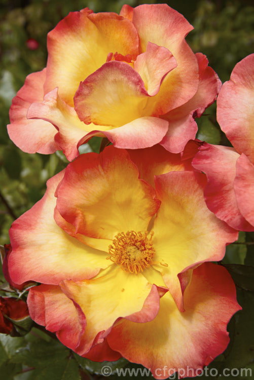 Rosa 'Playboy' (syn 'Cheerio' ['City of Leeds' x ('Chanelle' x 'Piccadilly')]), a Cluster-flowered (<i>Floribunda</i>) bush raised by Cocker of Scotland and introduced in 1976. Order: Rosales, Family: Rosaceae
