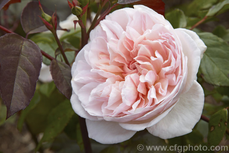 Rosa 'Alfred de Dalmas' (syn 'Mousseline'), a compact, fragrant Autumn Damask Moss rose bush raised by Portemer of France in 1855. Order: Rosales, Family: Rosaceae