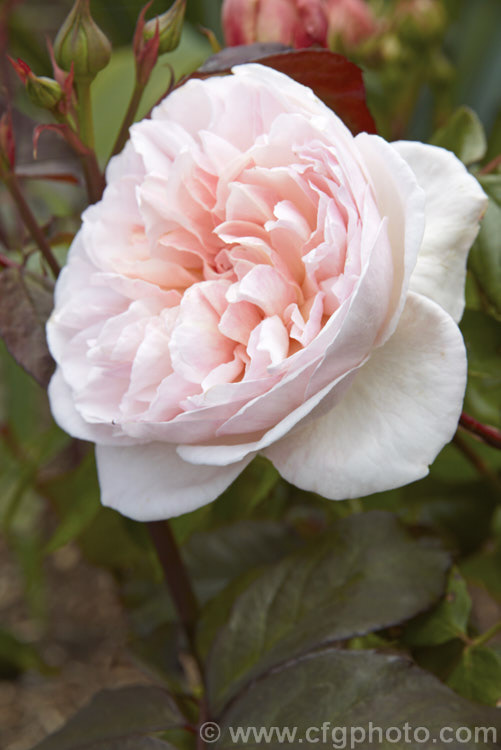 Rosa 'Alfred de Dalmas' (syn 'Mousseline'), a compact, fragrant Autumn Damask Moss rose bush raised by Portemer of France in 1855. Order: Rosales, Family: Rosaceae