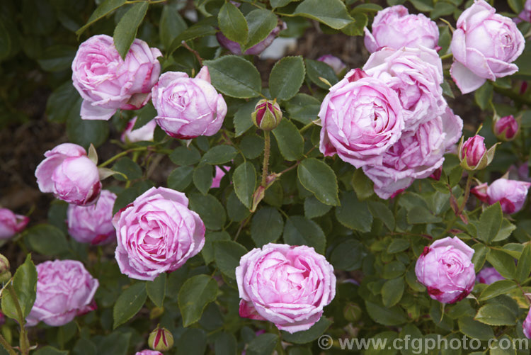 Rosa 'Hermosa', a China shrub rose raised by Marcheseau of France in 1840. It grows to around 1m high and has an abundance of small, very fully double flowers. Also known as 'Aromas'. Order: Rosales, Family: Rosaceae