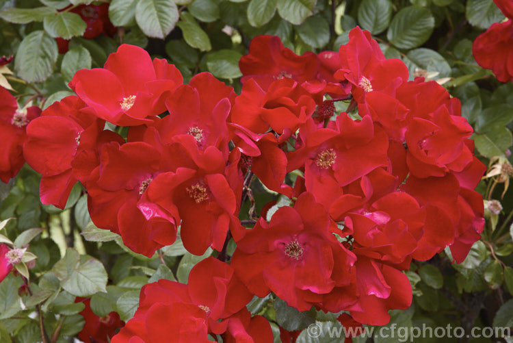 Rosa 'Robusta', (syn 'Kordes'. Robusta' [Rosa rugosa x seedling]), a Shrub rose raised by Kordes of Germany in 1979. It blooms prolifically and is often trained as a climber. Order: Rosales, Family: Rosaceae