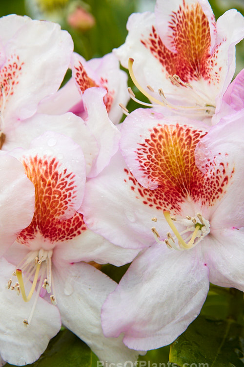<i>Rhododendron</i> 'Mrs T. H. Lowinsky', a strikingly marked, late-flowering hybrid raised by Water of England and introduced before 1917. The exact parentage is unknown but probably involves <i>Rhododendron catawbiense</i> and <i>Rhododendron ponticum</i>. With age this shrub can exceed 2.5m tall Order: Ericales, Family: Ericaceae