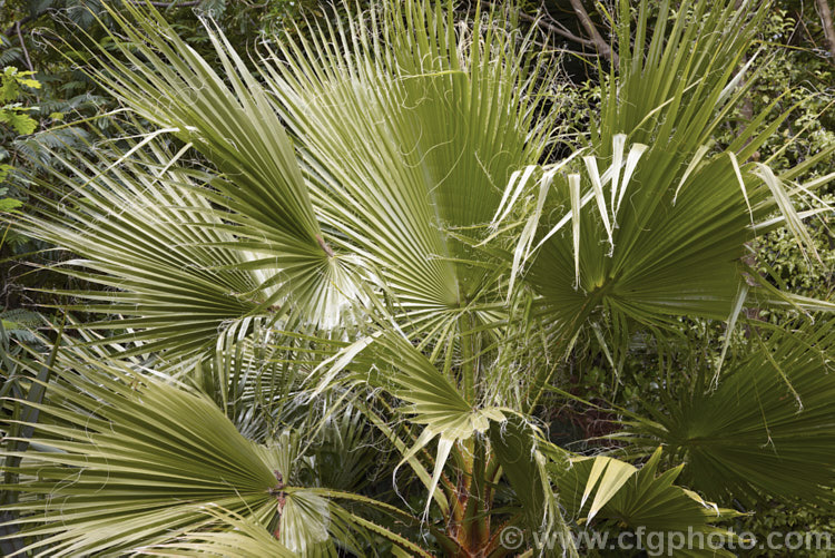 The foliage of the California. Palm orAmerican. Cotton. Palm (<i>Washingtonia filifera</i>). Native to the southwestern US and nearby parts of Mexico, this fan palm grows to over 16m tall This photo shows the thread-like filaments on the fronds that give this species its common name of Cotton. Palm. washingtonia-2056htm'>Washingtonia.