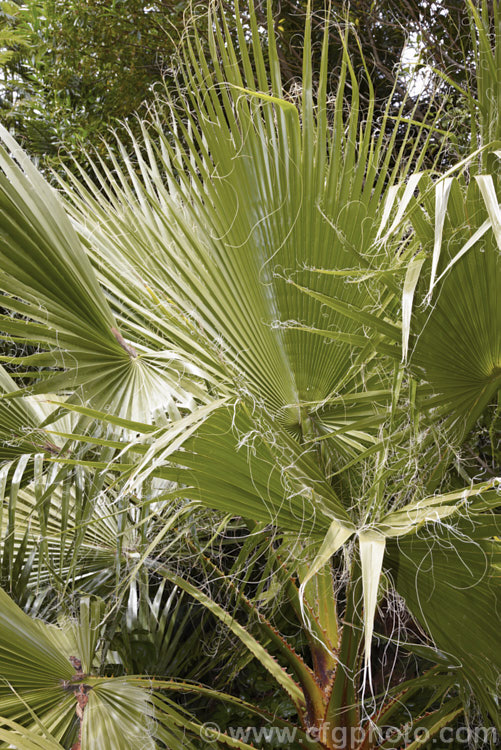 The foliage of the California. Palm orAmerican. Cotton. Palm (<i>Washingtonia filifera</i>). Native to the southwestern US and nearby parts of Mexico, this fan palm grows to over 16m tall This photo shows the thread-like filaments on the fronds that give this species its common name of Cotton. Palm. washingtonia-2056htm'>Washingtonia.
