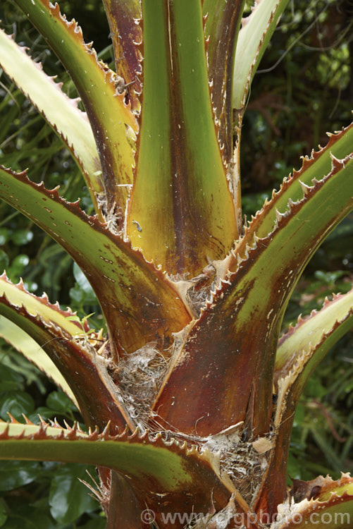 The fierce teeth on the leaf bases of the California. Palm orAmerican. Cotton. Palm (<i>Washingtonia filifera</i>). Native to the southwestern US and nearby parts of Mexico, this fan palm grows to over 16m tall washingtonia-2056htm'>Washingtonia.
