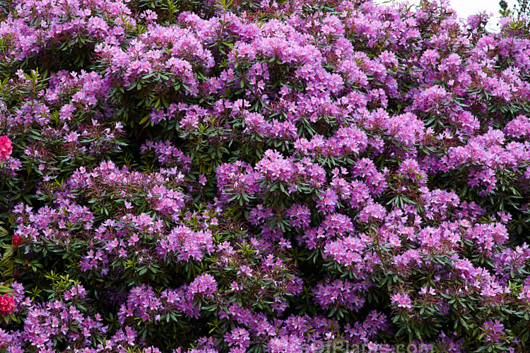 Pontic Rhododendron (<i>Rhododendron ponticum</i>), a large, evergreen, late spring- to early summer-flowering shrub native to the Mediterranean region. It can grow to over 8m tall, is tough and adaptable, and has naturalised in many temperate areas. Order: Ericales, Family: Ericaceae