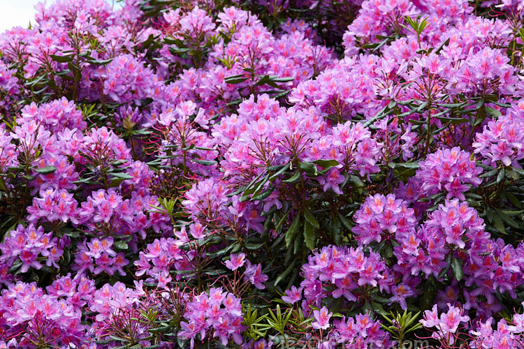 Pontic Rhododendron (<i>Rhododendron ponticum</i>), a large, evergreen, late spring- to early summer-flowering shrub native to the Mediterranean region. It can grow to over 8m tall, is tough and adaptable, and has naturalised in many temperate areas. Order: Ericales, Family: Ericaceae