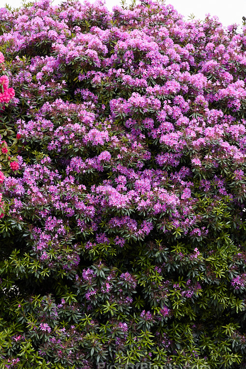 Pontic Rhododendron (<i>Rhododendron ponticum</i>), a large, evergreen, late spring- to early summer-flowering shrub native to the Mediterranean region. It can grow to over 8m tall, is tough and adaptable, and has naturalised in many temperate areas. Order: Ericales, Family: Ericaceae