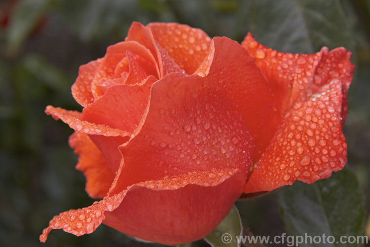Rosa 'Alexander' (syn. Alexandra ['Super Star' x ('Ann Elizabeth' x 'Allgold')]), a tall Large-flowered (<i>Hybrid Tea</i>) bush rose raised by Harkness of England and introduced in 1972. Order: Rosales, Family: Rosaceae