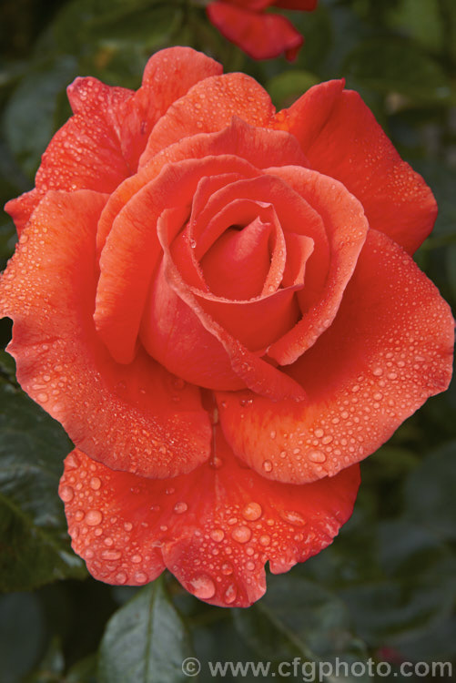 Rosa 'Alexander' (syn. Alexandra ['Super Star' x ('Ann Elizabeth' x 'Allgold')]), a tall Large-flowered (<i>Hybrid Tea</i>) bush rose raised by Harkness of England and introduced in 1972. Order: Rosales, Family: Rosaceae
