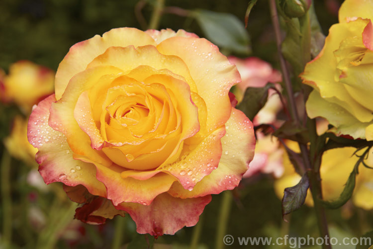 Rosa 'Tequila Sunrise' ('Bonfire. Night' x 'Freedom'), a heavy-flowering and compact. Large-flowered (<i>Hybrid Tea</i>) shrub rose raised by Dickson of Northern Ireland in 1989. Order: Rosales, Family: Rosaceae