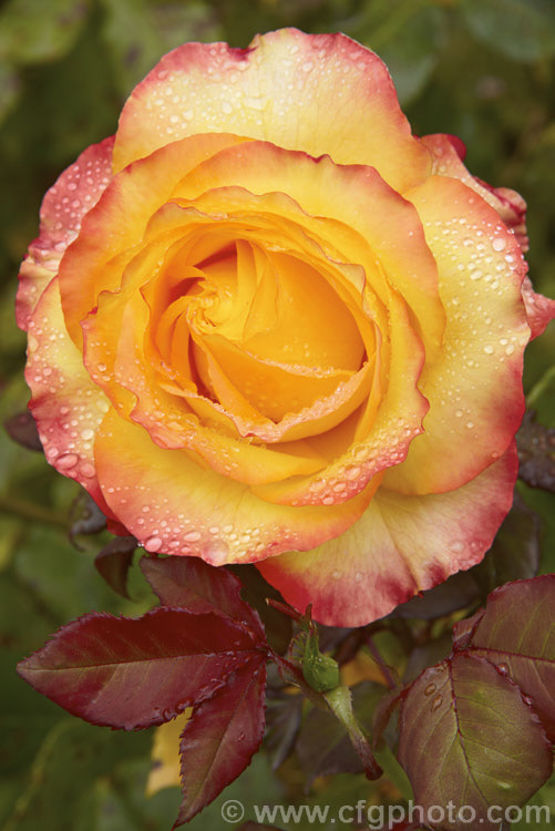 Rosa 'Tequila Sunrise' ('Bonfire. Night' x 'Freedom'), a heavy-flowering and compact. Large-flowered (<i>Hybrid Tea</i>) shrub rose raised by Dickson of Northern Ireland in 1989. Order: Rosales, Family: Rosaceae