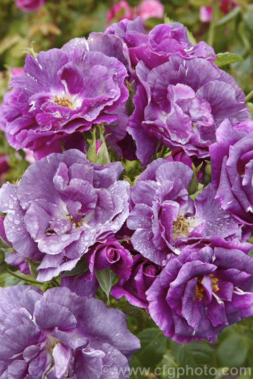 Rosa 'Rhapsody in Blue' ('Summer. Wine' x 'International. Herald. Tribune'), a distinctively coloured and shaped, fragrant, repeat-blooming. Shrub Rose raised by Cowlishaw of England and introduced by Warner's Roses in 2000. It grows to around 2m tall Order: Rosales, Family: Rosaceae