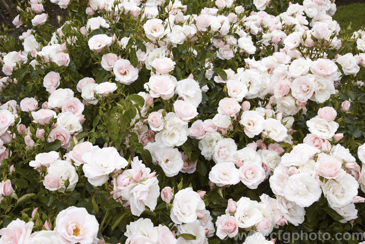 Rosa 'Many Happy Returns' ('Herbstfeuer' x 'Pearl. Drift') a prolific-flowering, low-growing. Cluster-flowered (<i>Floribunda</i>) shrub rose introduced by Harkness of England in 1991. Order: Rosales, Family: Rosaceae