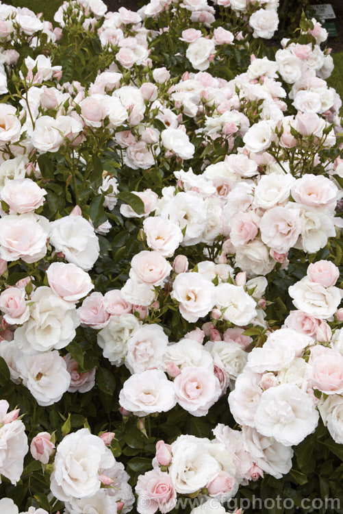 Rosa 'Many Happy Returns' ('Herbstfeuer' x 'Pearl. Drift') a prolific-flowering, low-growing. Cluster-flowered (<i>Floribunda</i>) shrub rose introduced by Harkness of England in 1991. Order: Rosales, Family: Rosaceae