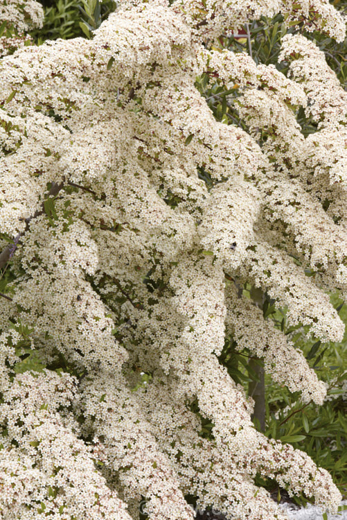 Pyracantha 'Mohave' in flower. This Pyracantha koidzumii x Pyracantha coccinea 'Wyatt' hybrid has a dense, upright growth habit up to 4m high and wide. Its berries are a deep-orange shade and are abundant in good years, which from the density of these flowers it looks like it might be