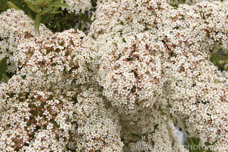 Pyracantha 'Mohave' in flower. This Pyracantha koidzumii x Pyracantha coccinea 'Wyatt' hybrid has a dense, upright growth habit up to 4m high and wide. Its berries are a deep-orange shade and are abundant in good years, which from the density of these flowers it looks like it might be. pyracantha-