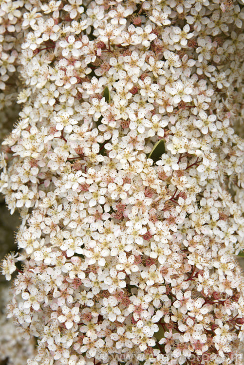 Pyracantha 'Mohave' in flower. This Pyracantha koidzumii x Pyracantha coccinea 'Wyatt' hybrid has a dense, upright growth habit up to 4m high and wide. Its berries are a deep-orange shade and are abundant in good years, which from the density of these flowers it looks like it might be