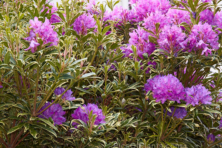 <i>Rhododendron ponticum</i> 'Silver Edge', a variegated foliage cultivar of a large, evergreen, late spring- to early summer-flowering shrub native to the Mediterranean region. It flowers at the same time as the species (late spring</i>) but is smaller, though still capable of growing to 4m tall Order: Ericales, Family: Ericaceae