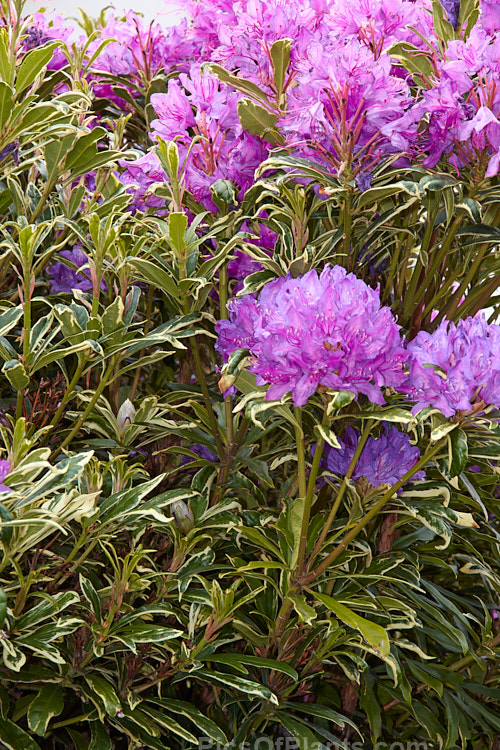 <i>Rhododendron ponticum</i> 'Silver Edge', a variegated foliage cultivar of a large, evergreen, late spring- to early summer-flowering shrub native to the Mediterranean region. It flowers at the same time as the species (late spring</i>) but is smaller, though still capable of growing to 4m tall Order: Ericales, Family: Ericaceae