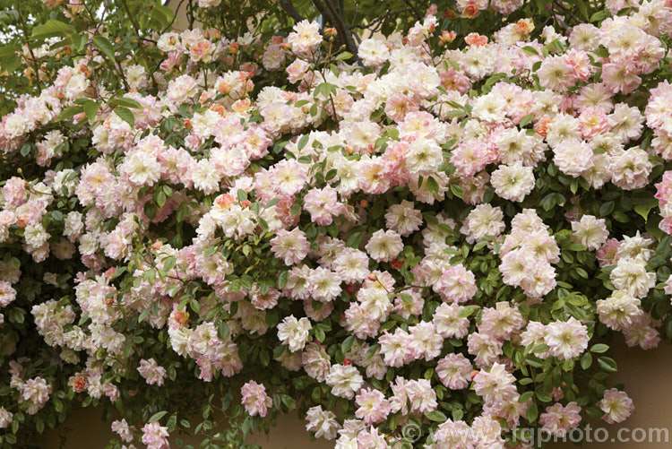 Rosa 'Phyllis. Bide', ('Perle d'Or' x 'Gloire de Dijon'), a vigorous, heavy-flowering. Rambler rose raised by Bide &. Sons of England in 1923. It grows to around 4m tall and blooms in late spring. Order: Rosales, Family: Rosaceae