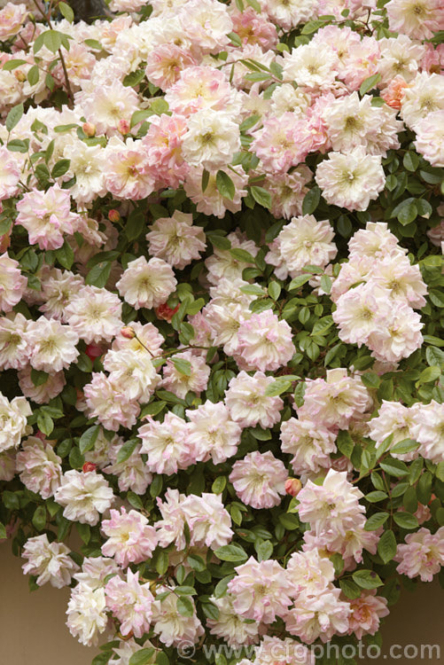 Rosa 'Phyllis. Bide', ('Perle d'Or' x 'Gloire de Dijon'), a vigorous, heavy-flowering. Rambler rose raised by Bide &. Sons of England in 1923. It grows to around 4m tall and blooms in late spring. Order: Rosales, Family: Rosaceae