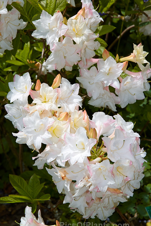 <i>Rhododendron</i> (deciduous azalea</i>) 'Baby Girl', a double-flowered hybrid raised by Denis Hughes of Blue Mountain Nurseries of New Zealand. Order: Ericales, Family: Ericaceae