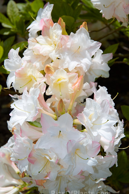 <i>Rhododendron</i> (deciduous azalea</i>) 'Baby Girl', a double-flowered hybrid raised by Denis Hughes of Blue Mountain Nurseries of New Zealand. Order: Ericales, Family: Ericaceae