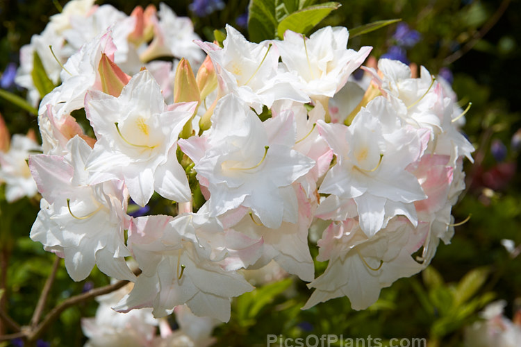 <i>Rhododendron</i> (deciduous azalea</i>) 'Baby Girl', a double-flowered hybrid raised by Denis Hughes of Blue Mountain Nurseries of New Zealand. Order: Ericales, Family: Ericaceae