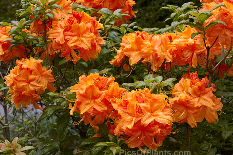<i>Rhododendron</i> (deciduous azalea</i>) 'Val's Choice', a hybrid of uncertain origin — probably New Zealand-raised Order: Ericales, Family: Ericaceae