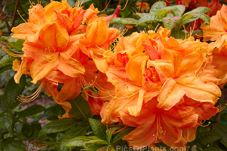 <i>Rhododendron</i> (deciduous azalea</i>) 'Val's Choice', a hybrid of uncertain origin — probably New Zealand-raised Order: Ericales, Family: Ericaceae