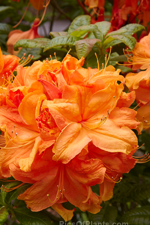 <i>Rhododendron</i> (deciduous azalea</i>) 'Val's Choice', a hybrid of uncertain origin — probably New Zealand-raised Order: Ericales, Family: Ericaceae