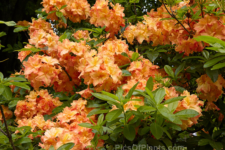 <i>Rhododendron</i> (deciduous azalea</i>) 'Bonbouche', a Solent Exbury hybrid raised by English hybridiser George Hyde in the 1930s. Order: Ericales, Family: Ericaceae