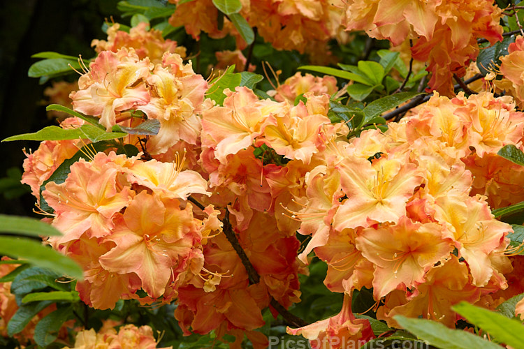 <i>Rhododendron</i> (deciduous azalea</i>) 'Bonbouche', a Solent Exbury hybrid raised by English hybridiser George Hyde in the 1930s. Order: Ericales, Family: Ericaceae