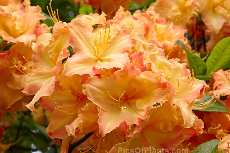 <i>Rhododendron</i> (deciduous azalea</i>) 'Bonbouche', a Solent Exbury hybrid raised by English hybridiser George Hyde in the 1930s. Order: Ericales, Family: Ericaceae