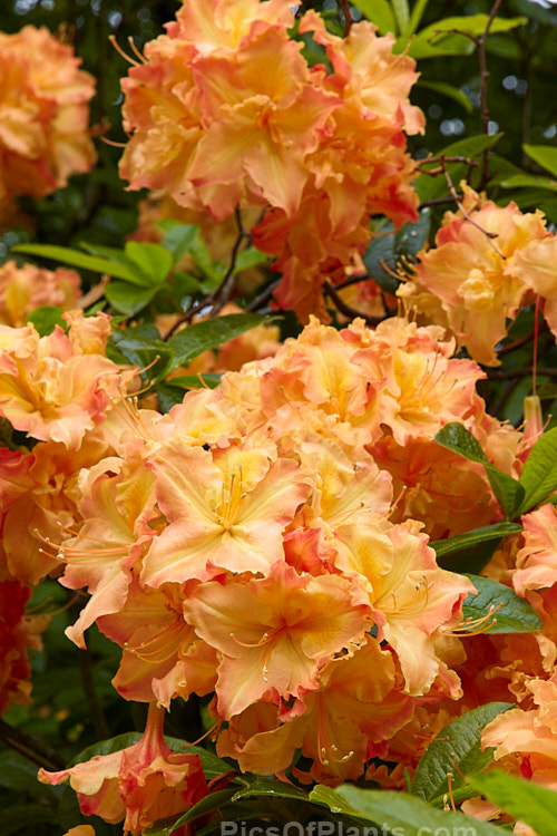 <i>Rhododendron</i> (deciduous azalea</i>) 'Bonbouche', a Solent Exbury hybrid raised by English hybridiser George Hyde in the 1930s. Order: Ericales, Family: Ericaceae
