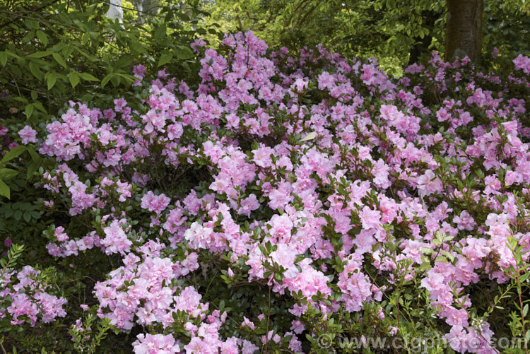 Rhododendron (evergreen azalea</i>) 'Betty. Anne. Voss' ('Lady Louise' x 'Shinnyo. No. Tsuki'), a low to medium height, spreading, Robin. Hill intergroup hybrid with hose-in-hose double flowers than open rather late. The overall effect is like a Satsuki azalea but with double flowers