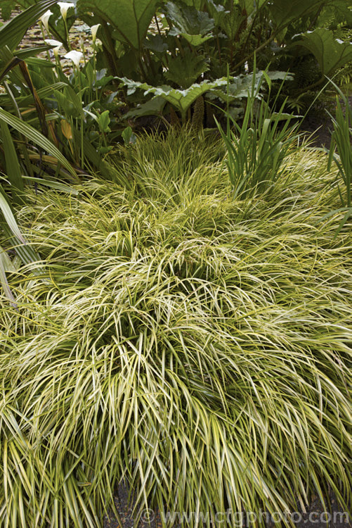 <i>Acorus gramineus</i> 'Ogon', a yellow-variegated form of a low, spreading grass-like rhizomatous perennial native to temperate eastern Asia. The floral spadix is a distinguishing feature. Order: Acorales, Family: Acoraceae